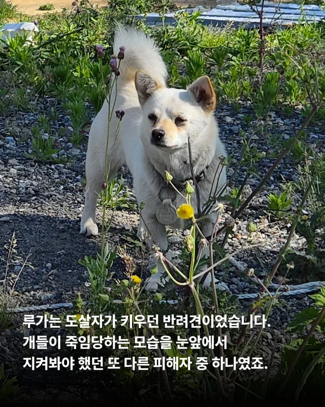 도살자가 사랑한 개 현장 사진