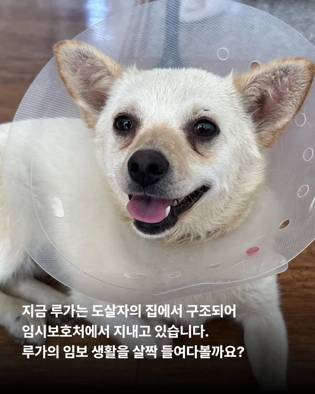 도살자가 사랑한 개 현장 사진