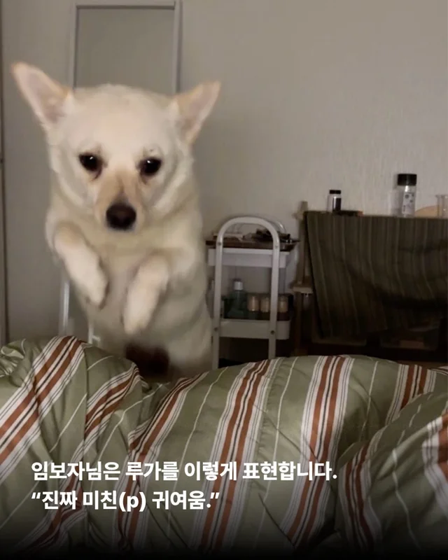 도살자가 사랑한 개 현장 사진