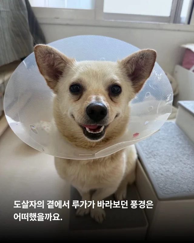 도살자가 사랑한 개 현장 사진
