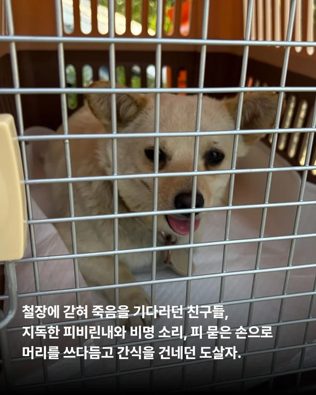 도살자가 사랑한 개 현장 사진