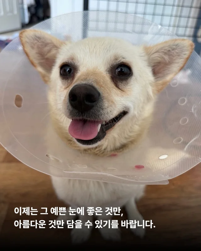 도살자가 사랑한 개 현장 사진