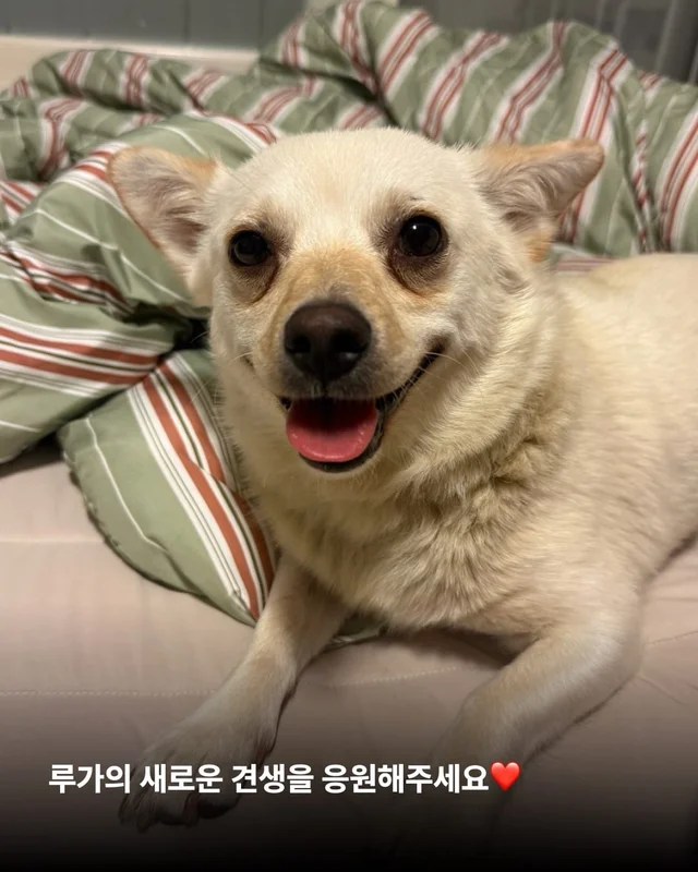 도살자가 사랑한 개 현장 사진