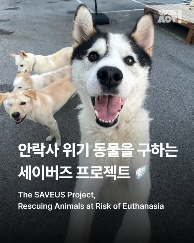 안락사위기동물을 구하는 세이버즈 프로젝트 현장 사진