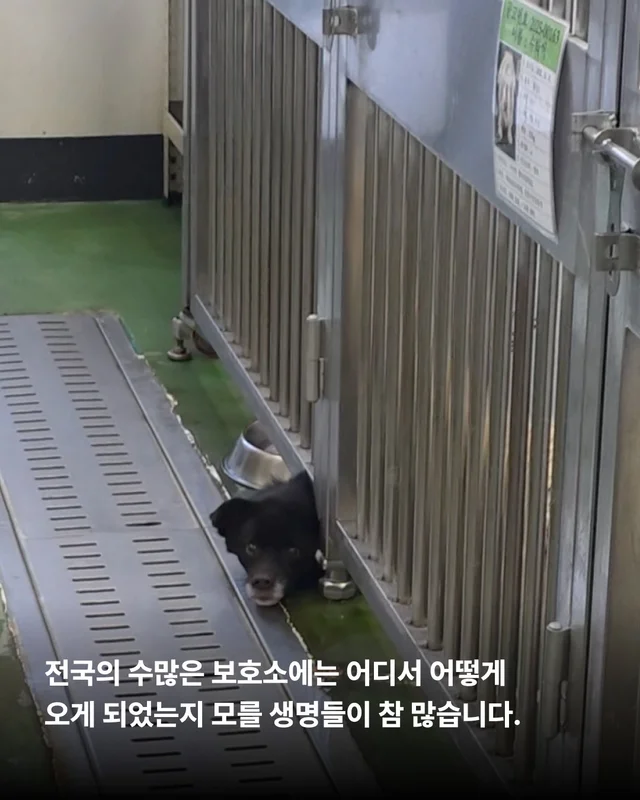 안락사위기동물을 구하는 세이버즈 프로젝트 현장 사진