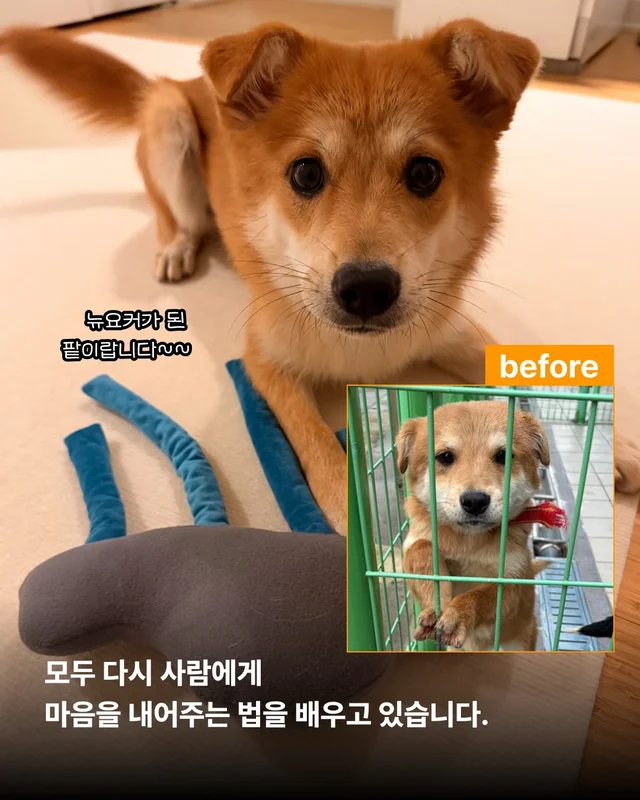 안락사위기동물을 구하는 세이버즈 프로젝트 현장 사진