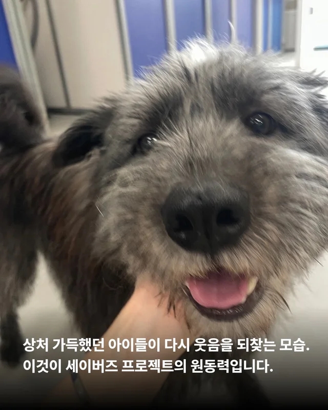 안락사위기동물을 구하는 세이버즈 프로젝트 현장 사진