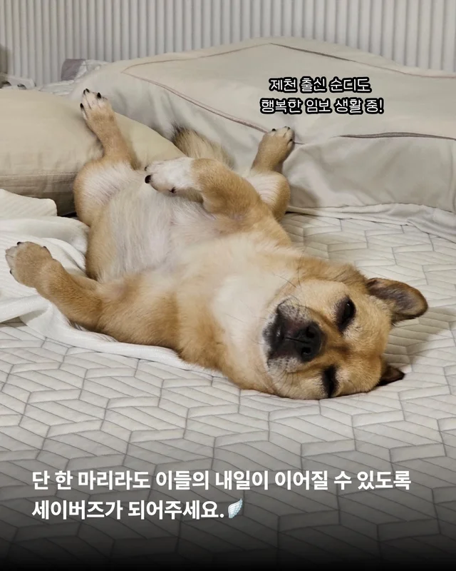 안락사위기동물을 구하는 세이버즈 프로젝트 현장 사진