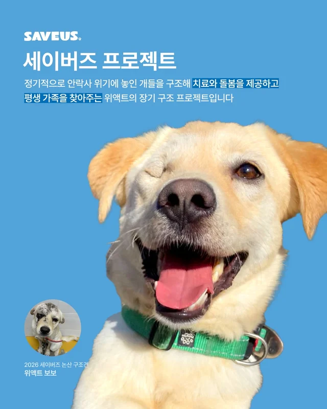 안락사위기동물을 구하는 세이버즈 프로젝트 현장 사진