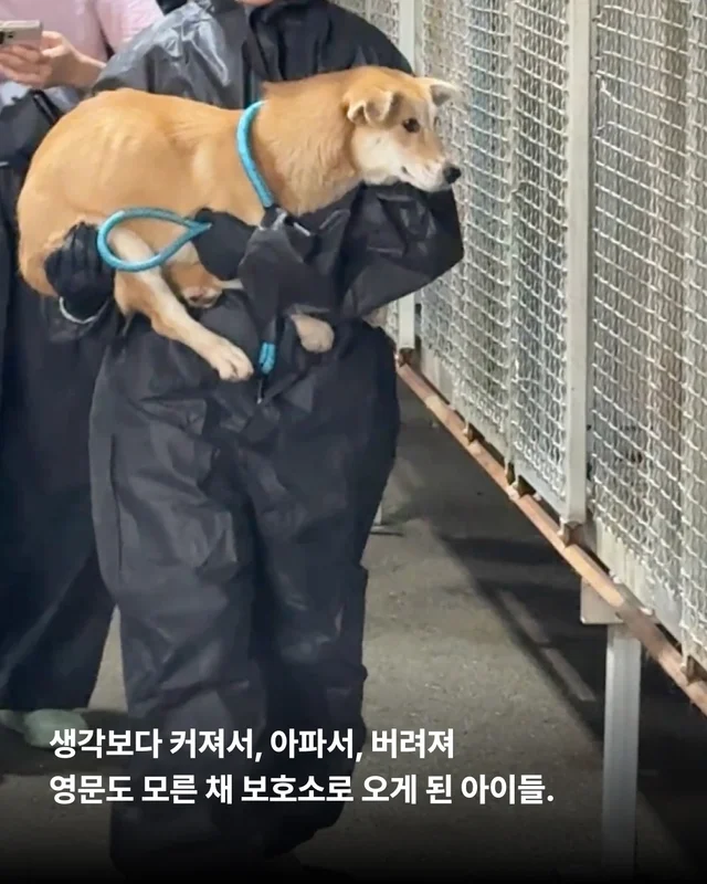 안락사위기동물을 구하는 세이버즈 프로젝트 현장 사진