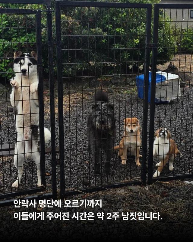 안락사위기동물을 구하는 세이버즈 프로젝트 현장 사진