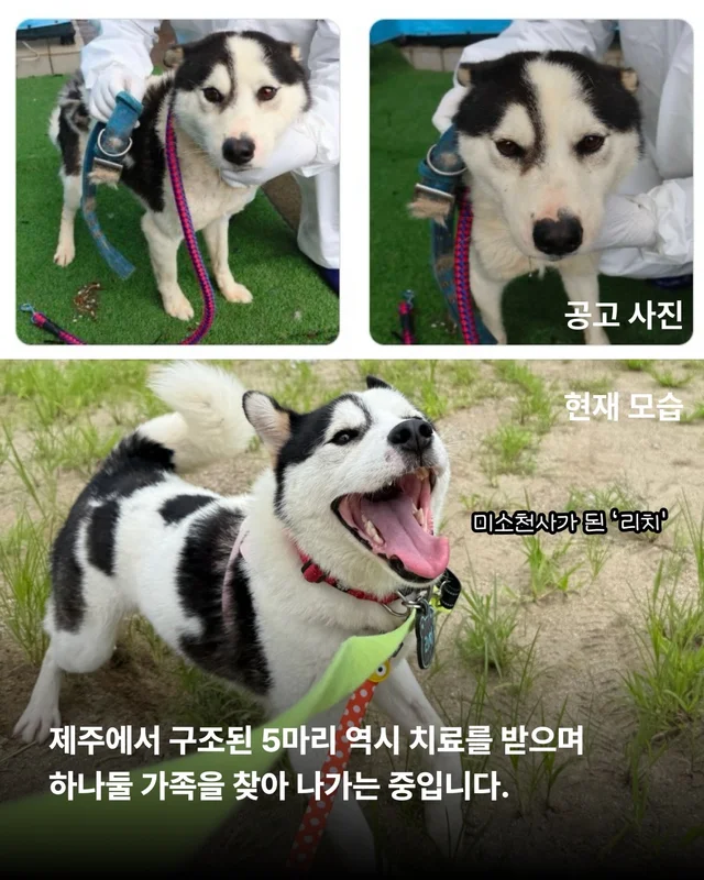안락사위기동물을 구하는 세이버즈 프로젝트 현장 사진