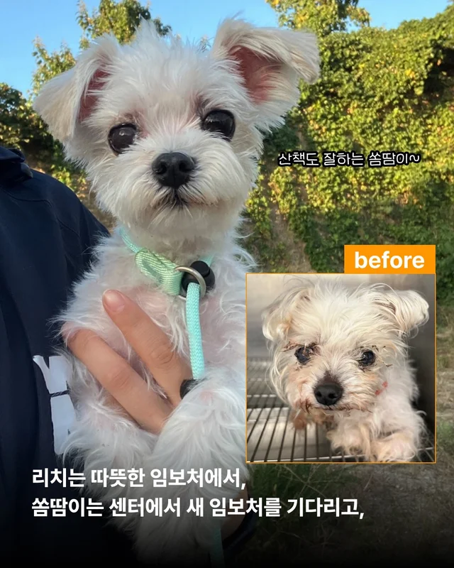 안락사위기동물을 구하는 세이버즈 프로젝트 현장 사진