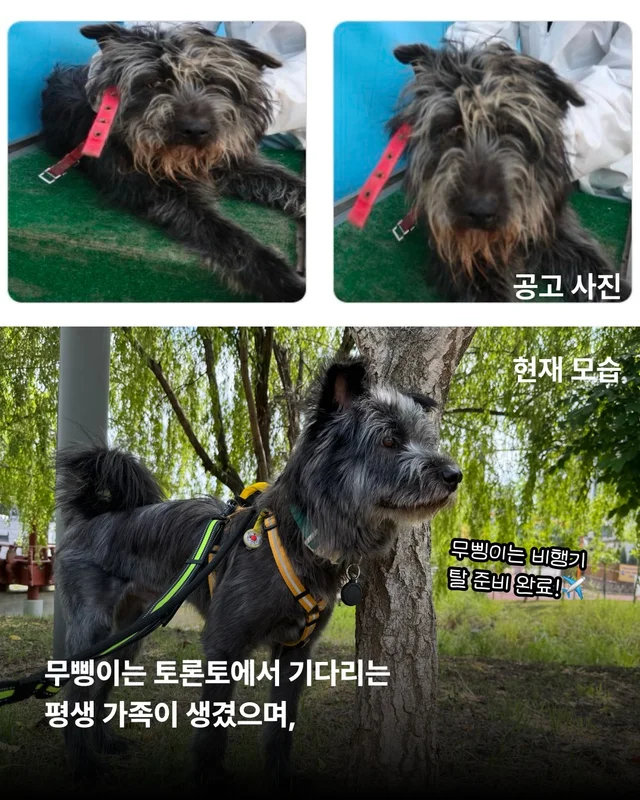 안락사위기동물을 구하는 세이버즈 프로젝트 현장 사진