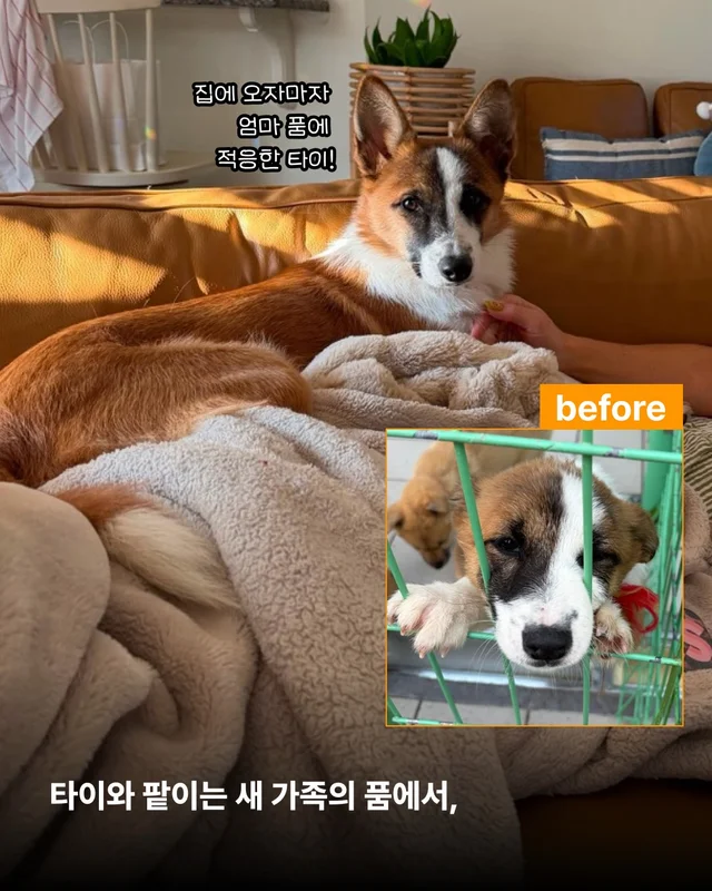 안락사위기동물을 구하는 세이버즈 프로젝트 현장 사진