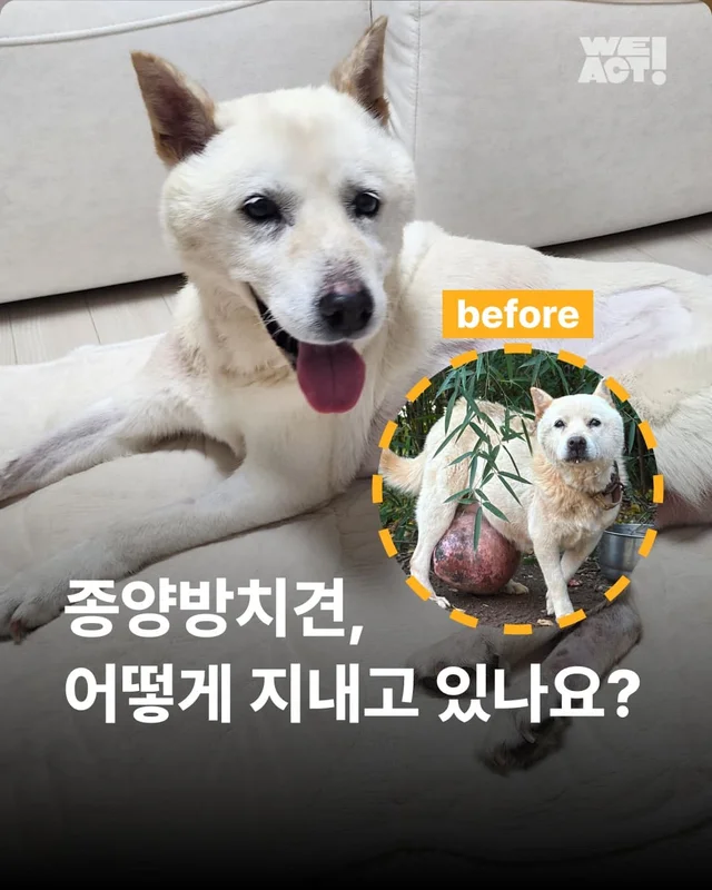 종양방치견, 어떻게 지내고 있나요 ? 현장 사진