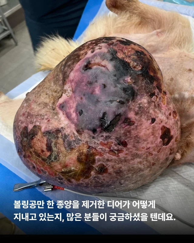 종양방치견, 어떻게 지내고 있나요 ? 현장 사진