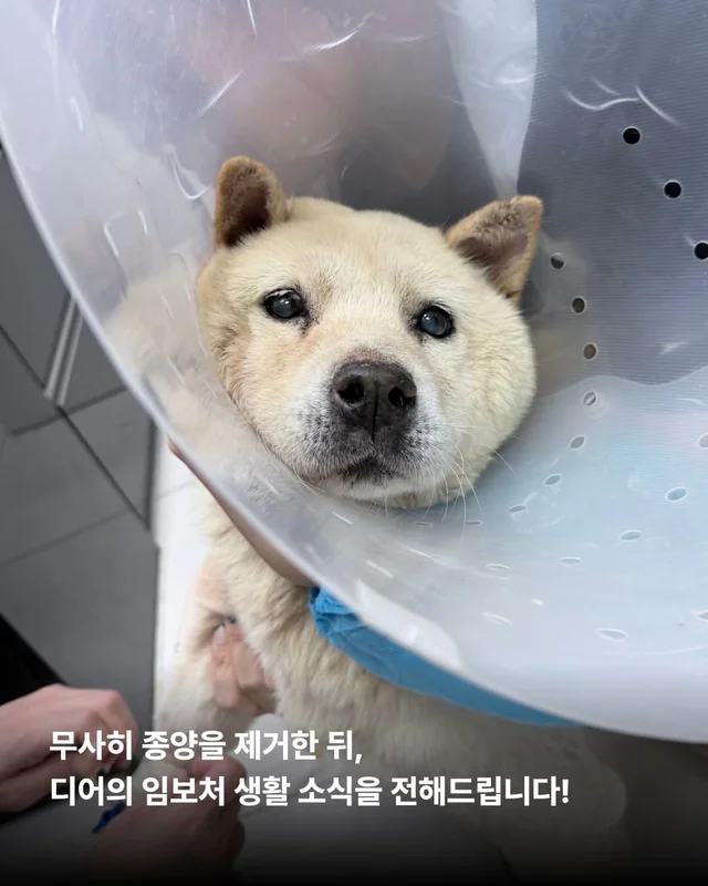종양방치견, 어떻게 지내고 있나요 ? 현장 사진