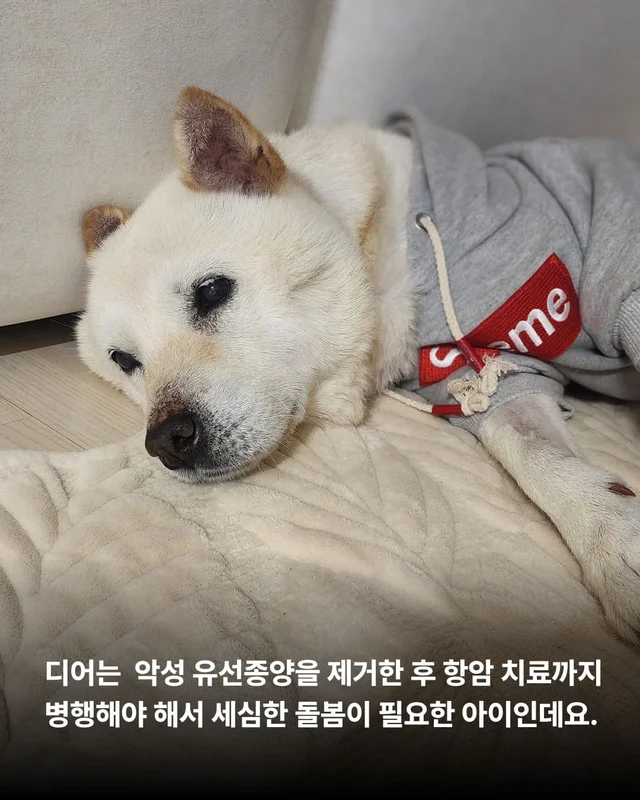 종양방치견, 어떻게 지내고 있나요 ? 현장 사진