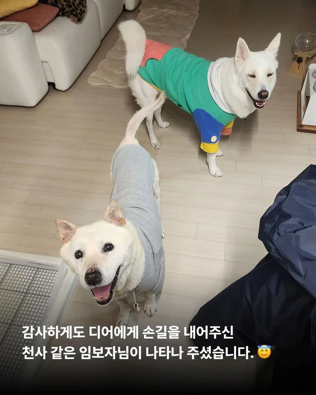 종양방치견, 어떻게 지내고 있나요 ? 현장 사진
