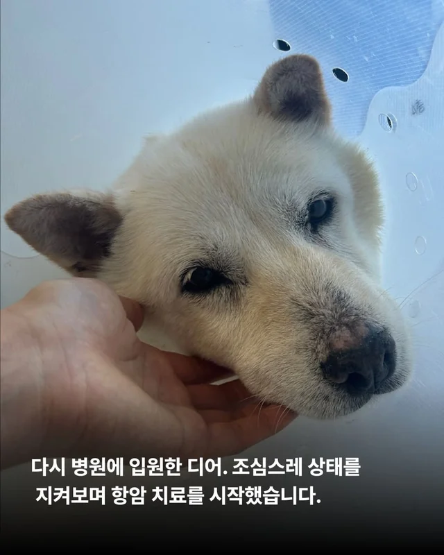 종양방치견, 어떻게 지내고 있나요 ? 현장 사진