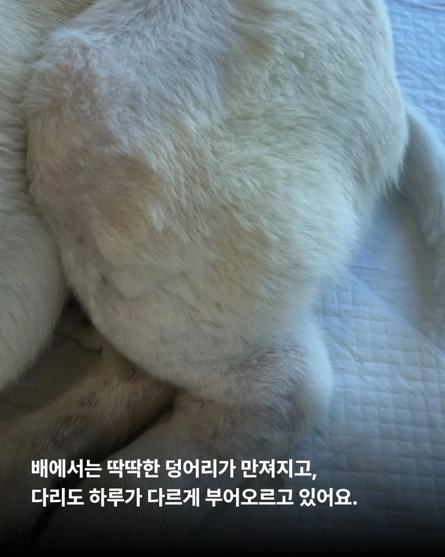 종양방치견, 어떻게 지내고 있나요 ? 현장 사진