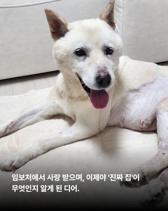 종양방치견, 어떻게 지내고 있나요 ? 현장 사진
