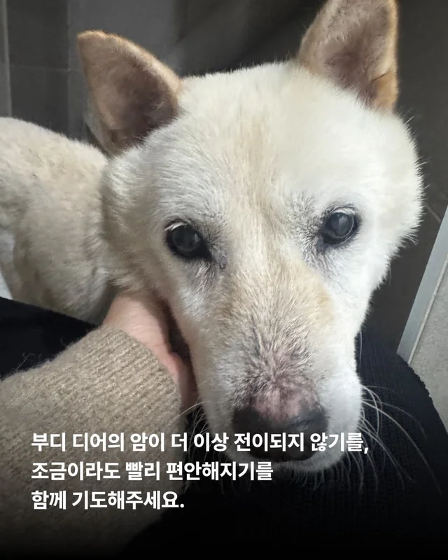 종양방치견, 어떻게 지내고 있나요 ? 현장 사진