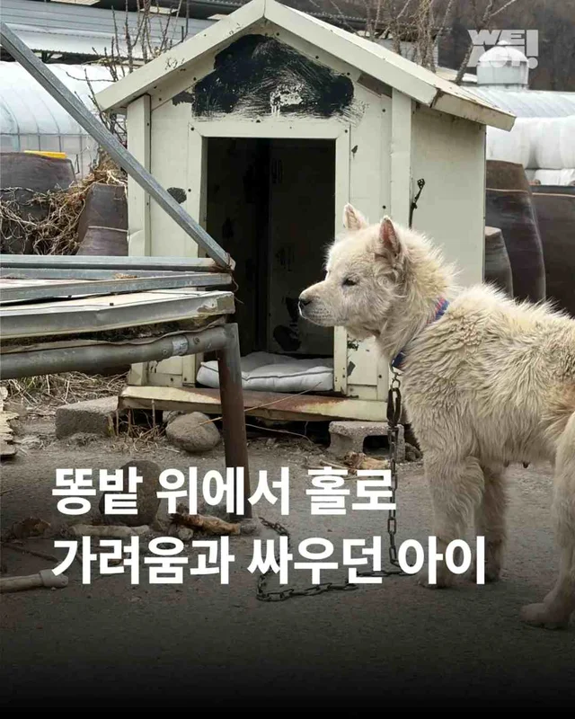 똥밭 위에서 홀로 가려움과 싸우던 아이 현장 사진
