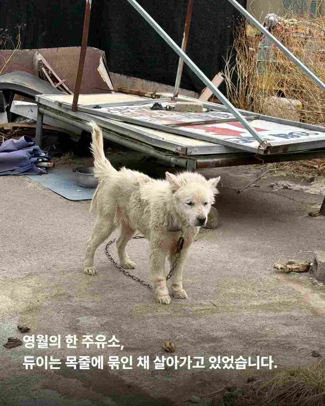 똥밭 위에서 홀로 가려움과 싸우던 아이 현장 사진
