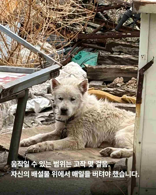 똥밭 위에서 홀로 가려움과 싸우던 아이 현장 사진