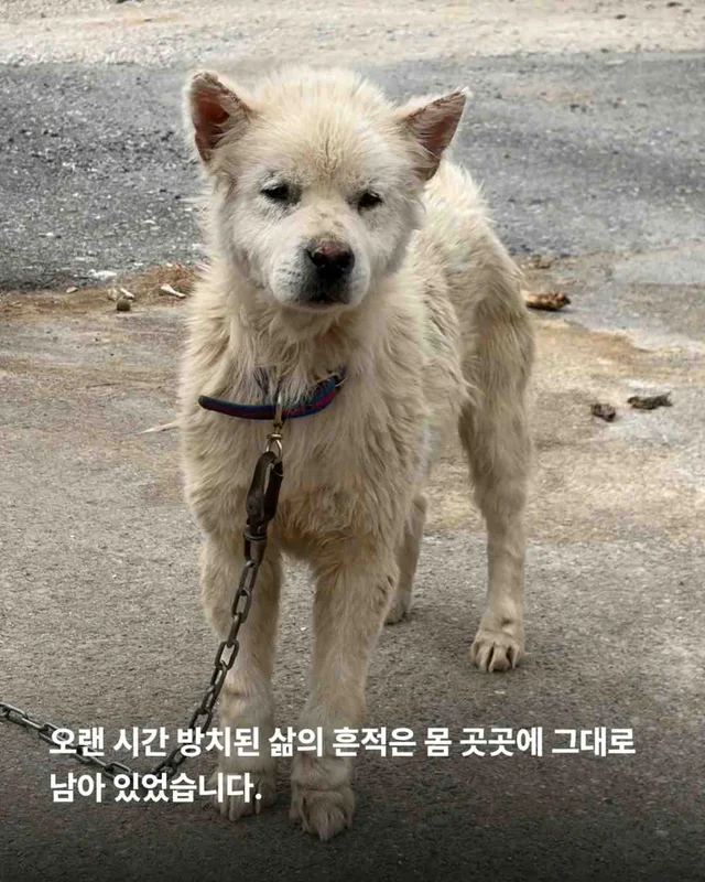 똥밭 위에서 홀로 가려움과 싸우던 아이 현장 사진