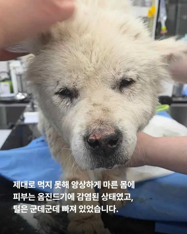 똥밭 위에서 홀로 가려움과 싸우던 아이 현장 사진