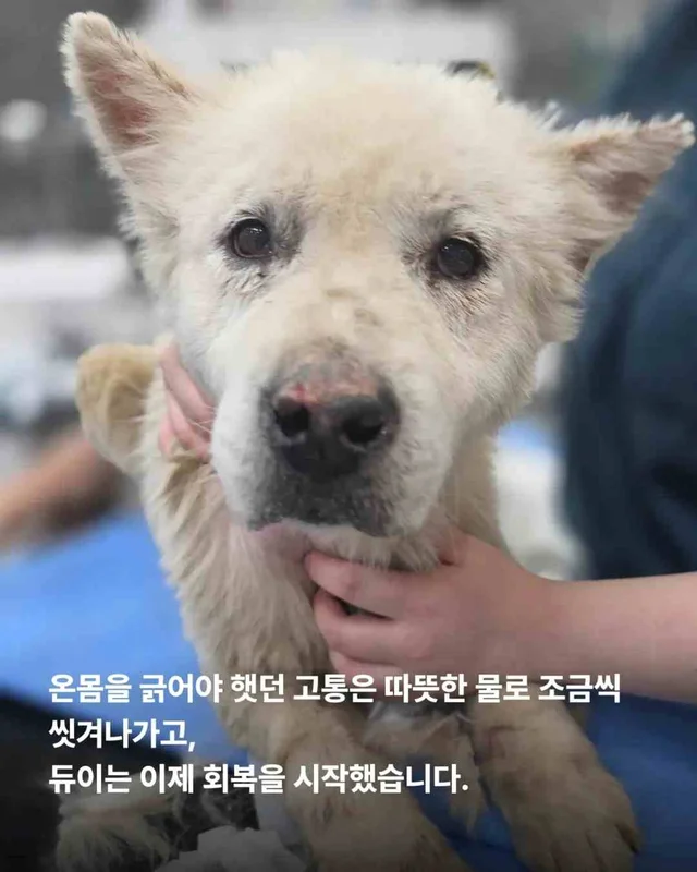 똥밭 위에서 홀로 가려움과 싸우던 아이 현장 사진