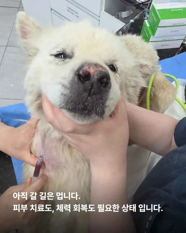 똥밭 위에서 홀로 가려움과 싸우던 아이 현장 사진