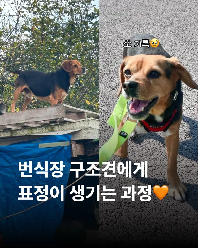 번식장 구조견에게 표정이 생기는 과정 #위액트토비 현장 사진