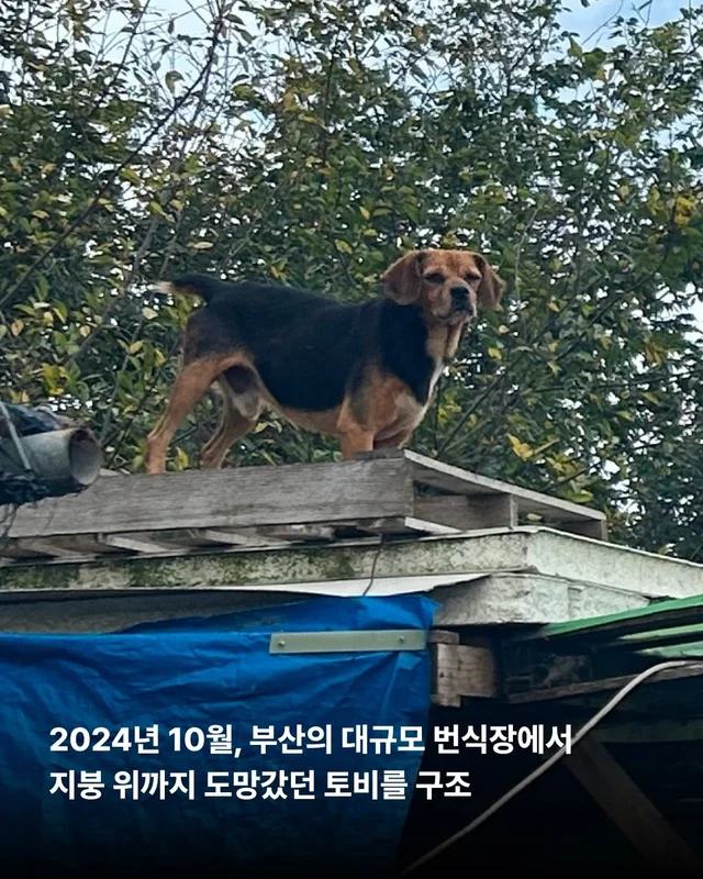 번식장 구조견에게 표정이 생기는 과정 #위액트토비 현장 사진
