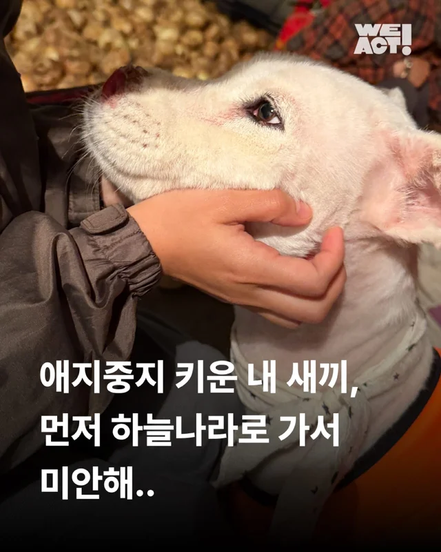 제주 방치견 현장 사진