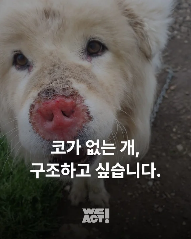 제주 방치견 현장 사진