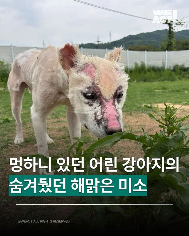 멍하니 있던 어린 강아지의 숨겨뒀던 해맑은 미소 현장 사진
