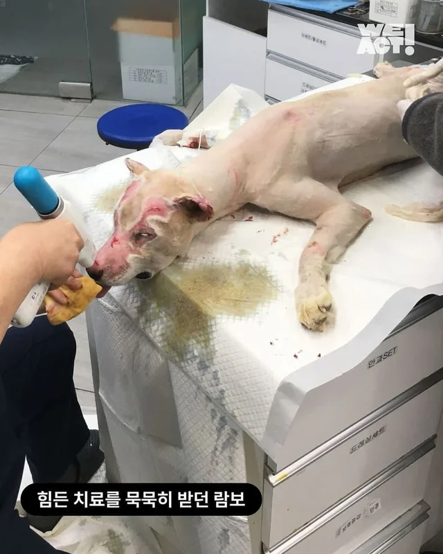 멍하니 있던 어린 강아지의 숨겨뒀던 해맑은 미소 현장 사진