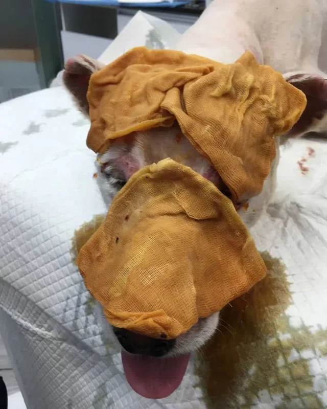 멍하니 있던 어린 강아지의 숨겨뒀던 해맑은 미소 현장 사진