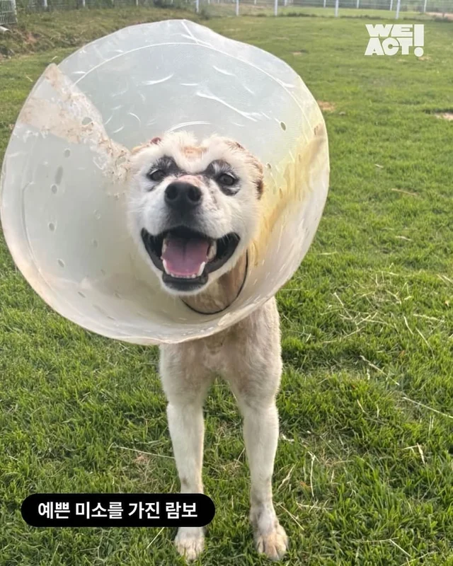 멍하니 있던 어린 강아지의 숨겨뒀던 해맑은 미소 현장 사진