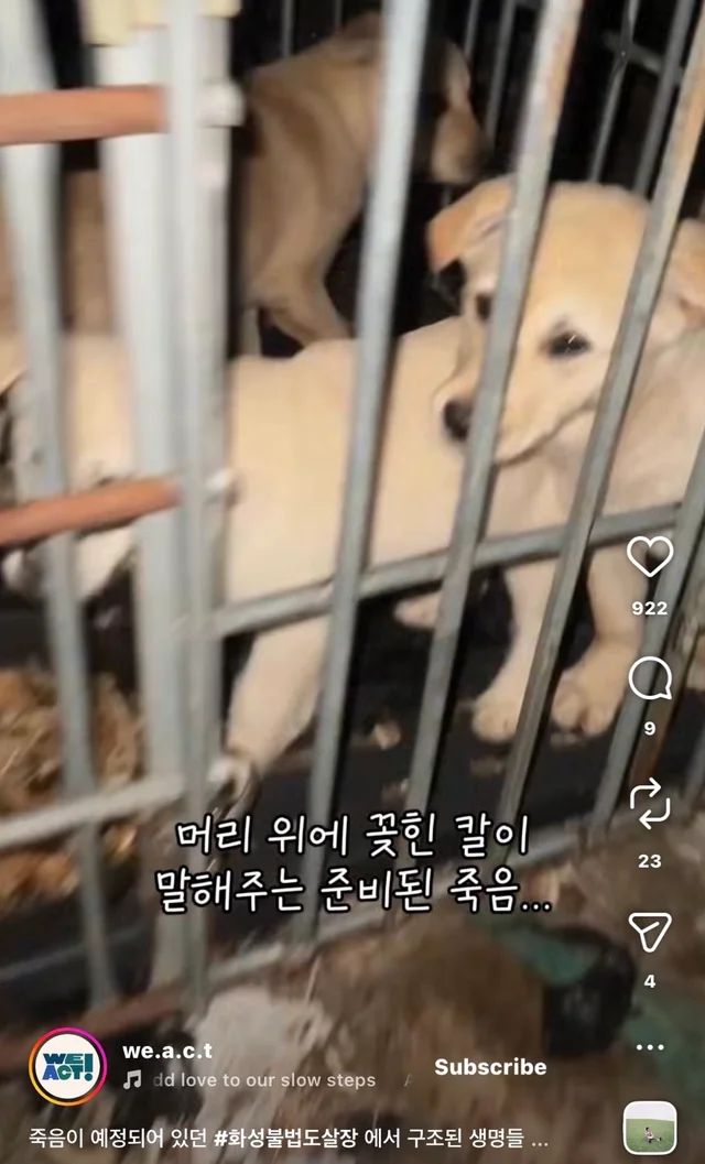 죽음이 예정되어 있던 #화성불법도살장 에서 구조된 .. 현장 사진