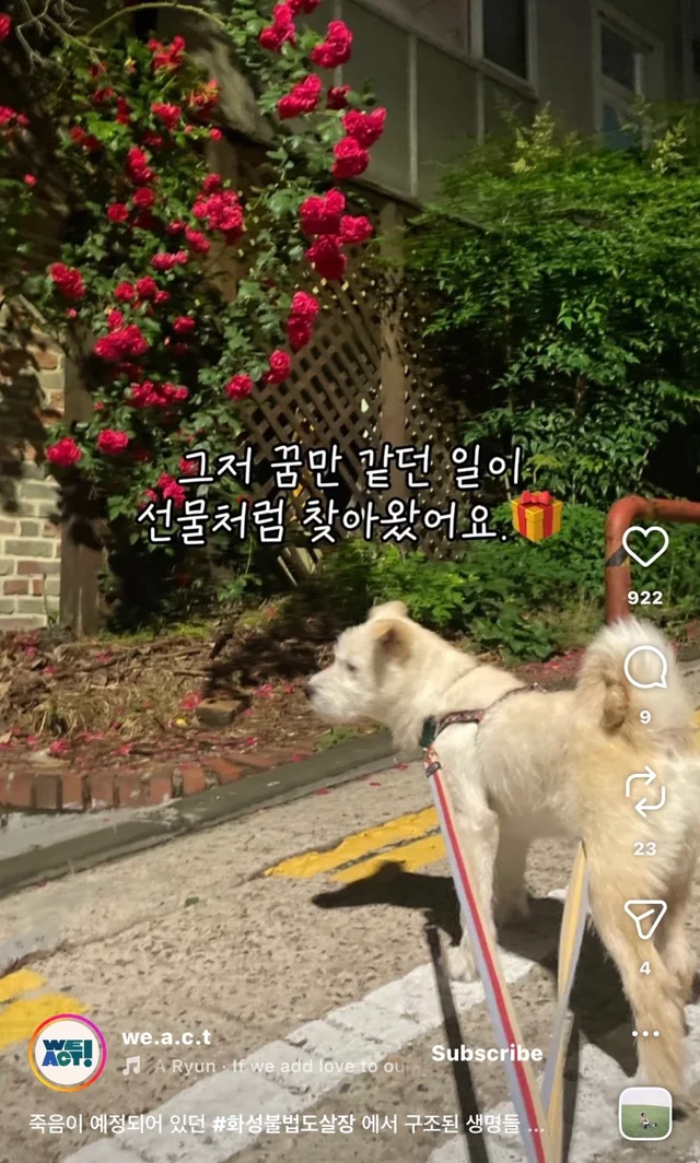 죽음이 예정되어 있던 #화성불법도살장 에서 구조된 .. 현장 사진
