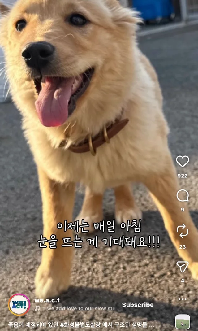 죽음이 예정되어 있던 #화성불법도살장 에서 구조된 .. 현장 사진