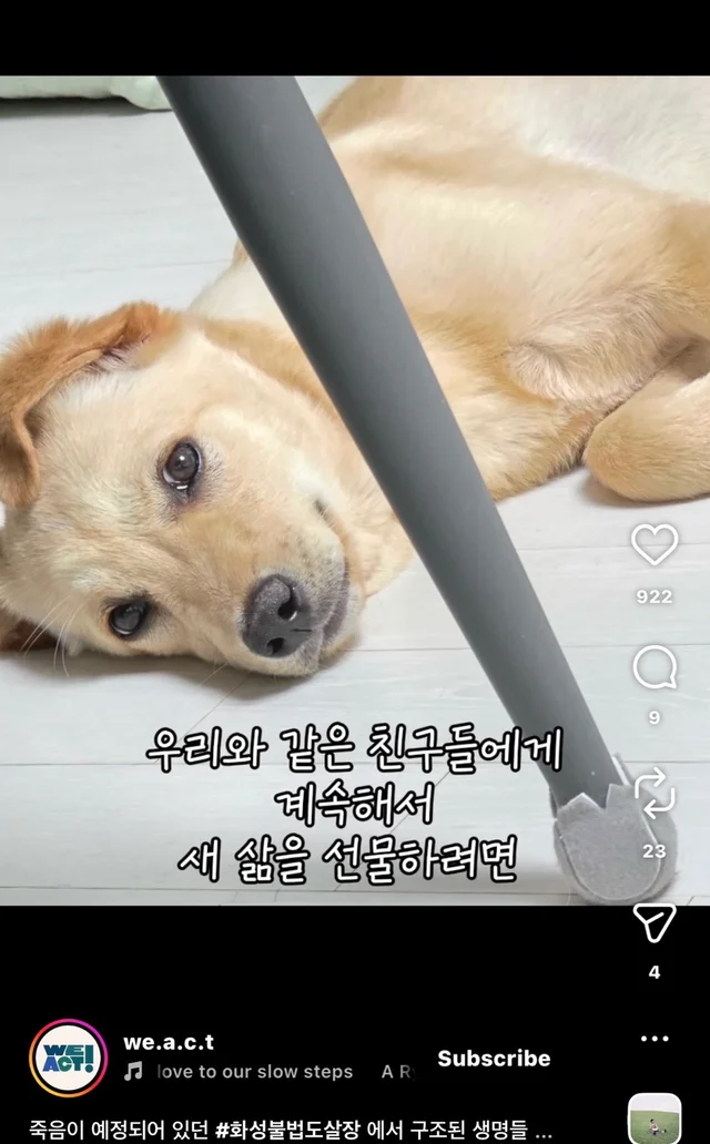 죽음이 예정되어 있던 #화성불법도살장 에서 구조된 .. 현장 사진