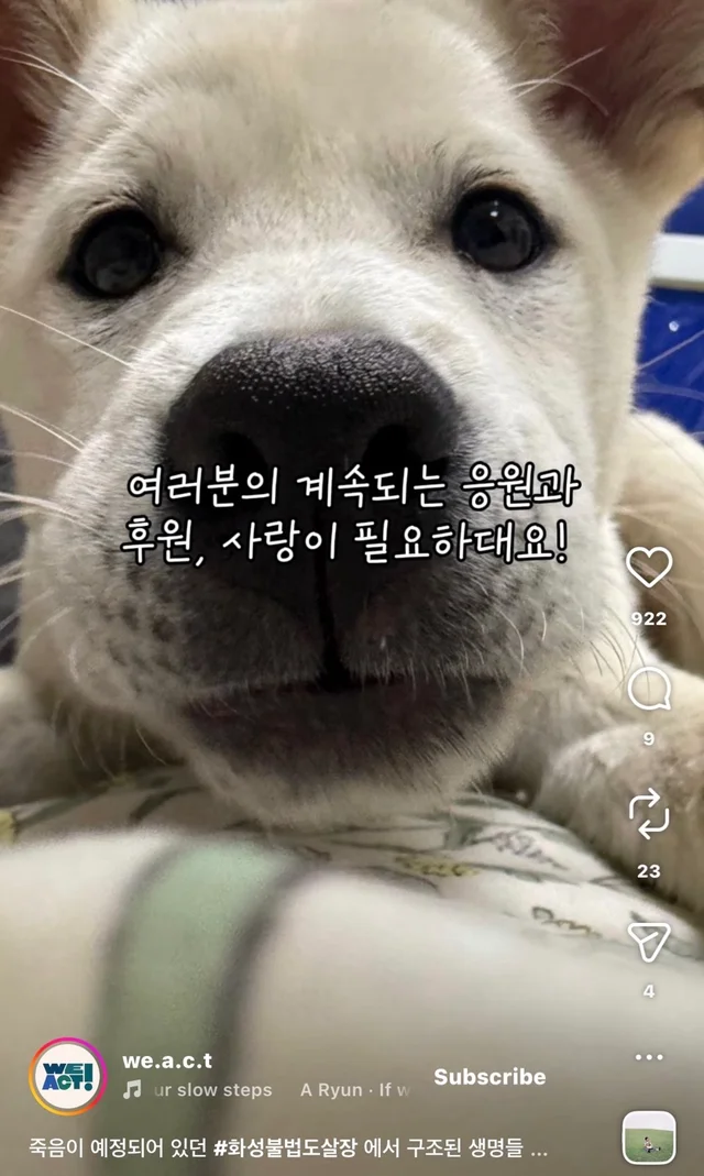죽음이 예정되어 있던 #화성불법도살장 에서 구조된 .. 현장 사진
