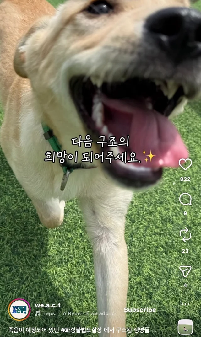 죽음이 예정되어 있던 #화성불법도살장 에서 구조된 .. 현장 사진