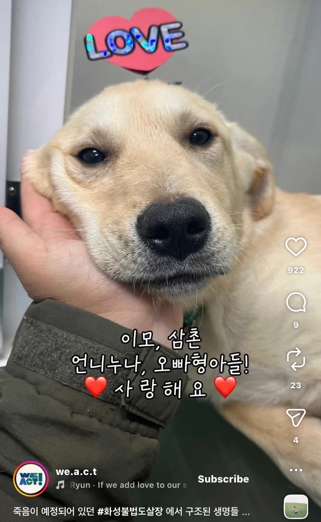 죽음이 예정되어 있던 #화성불법도살장 에서 구조된 .. 현장 사진